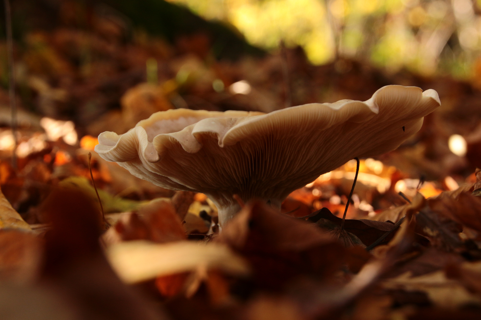 Welliger Pilz im Wald...