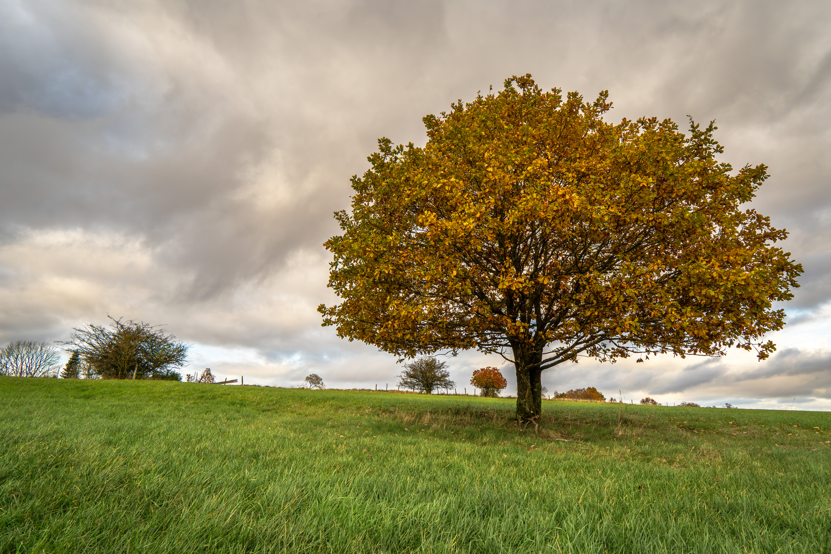 Wellin Herbstbaum