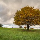 Wellin Herbstbaum