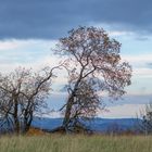 Wellin Landschaft Herbst