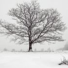 Wellin Winterbaum 1