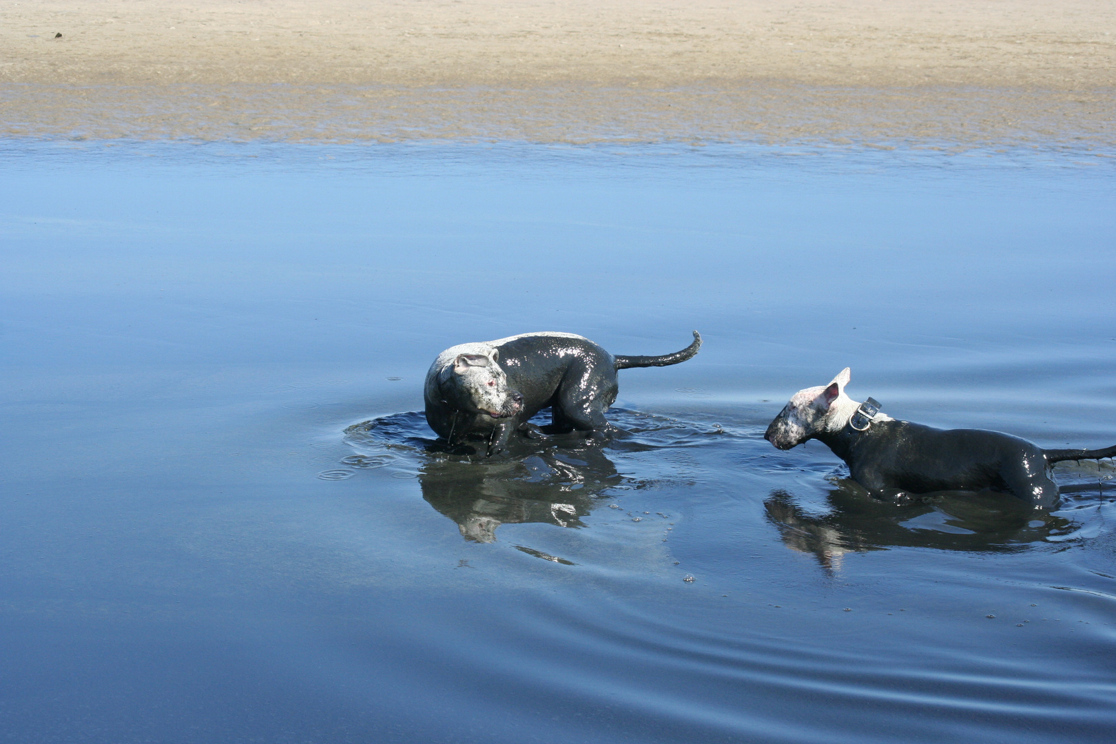 Wellnes für Hunde