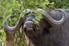 Wellness für Büffel: Würmer aus der Nase ziehen