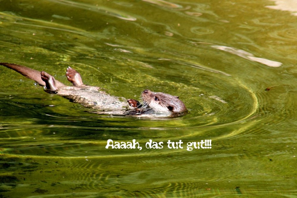 Wellness für gestresste Otter