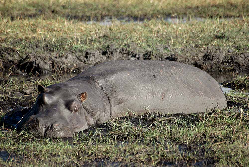 Wellness für Hippos