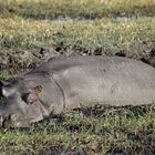 Wellness für Hippos