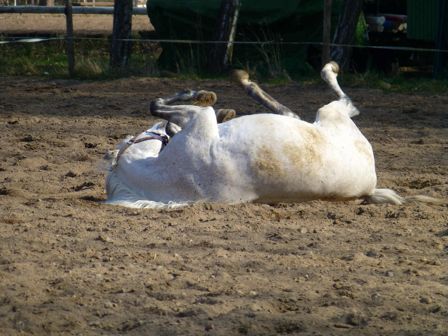 Wellness "Sandpeeling"