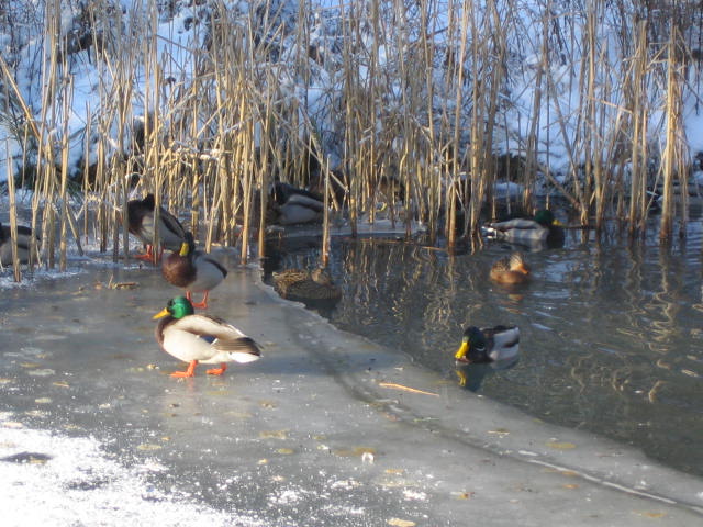 Wellness .... so schön kann ein Eisbad sein ... :-)