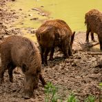 Wellnessbereich der Wildschweine 