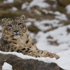 Wellnesswetter für Schneeleoparden...