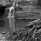 Wells Falls with roots