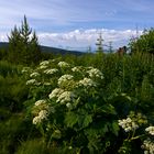 Wells Gray Park - Trophy Mountains