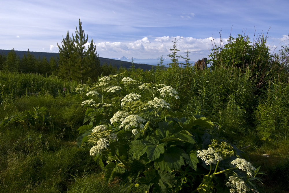 Wells Gray Park - Trophy Mountains