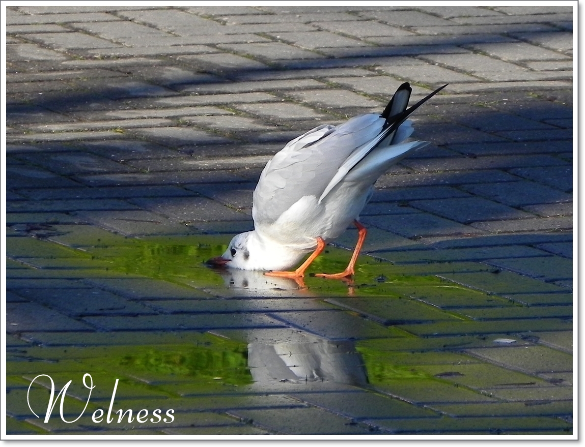 Welness für die Möwe