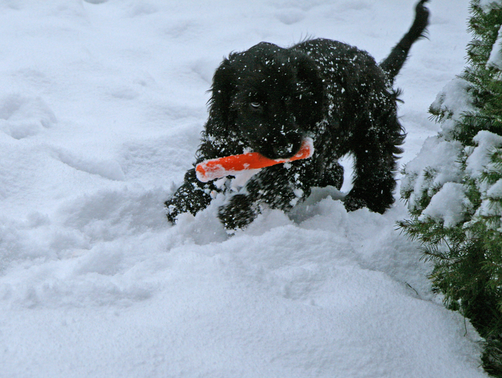 Welpe entpuppt sich als wilder Schneehase :-)