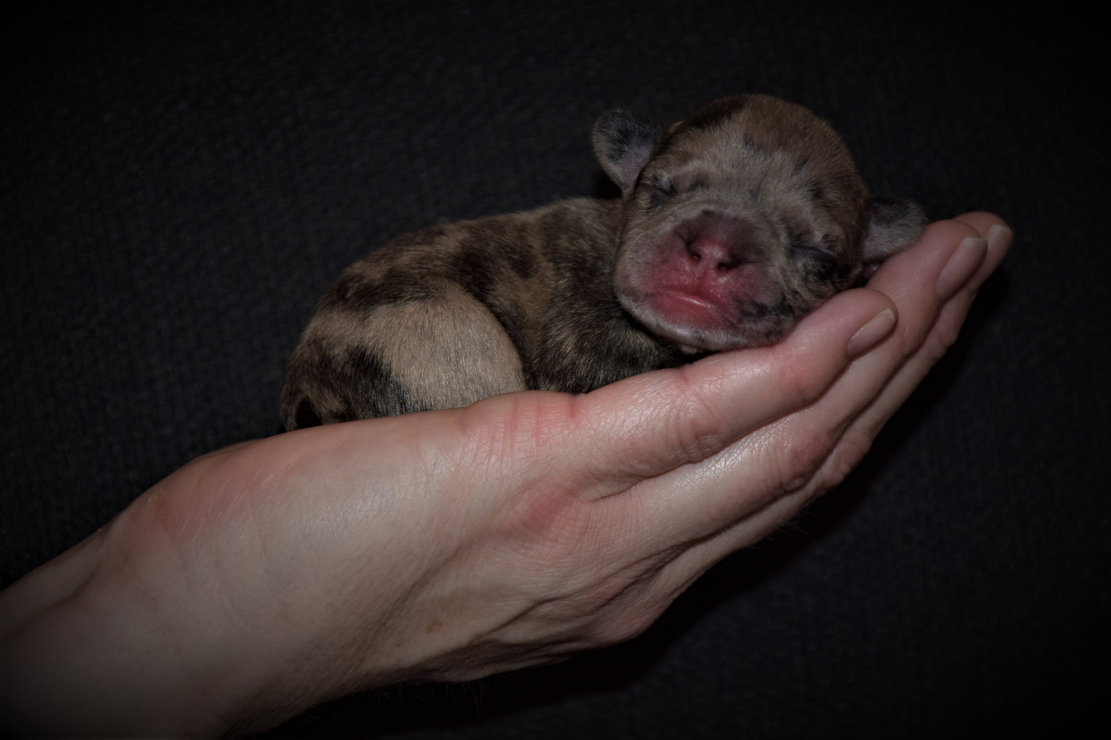 Welpe französische bulldogge