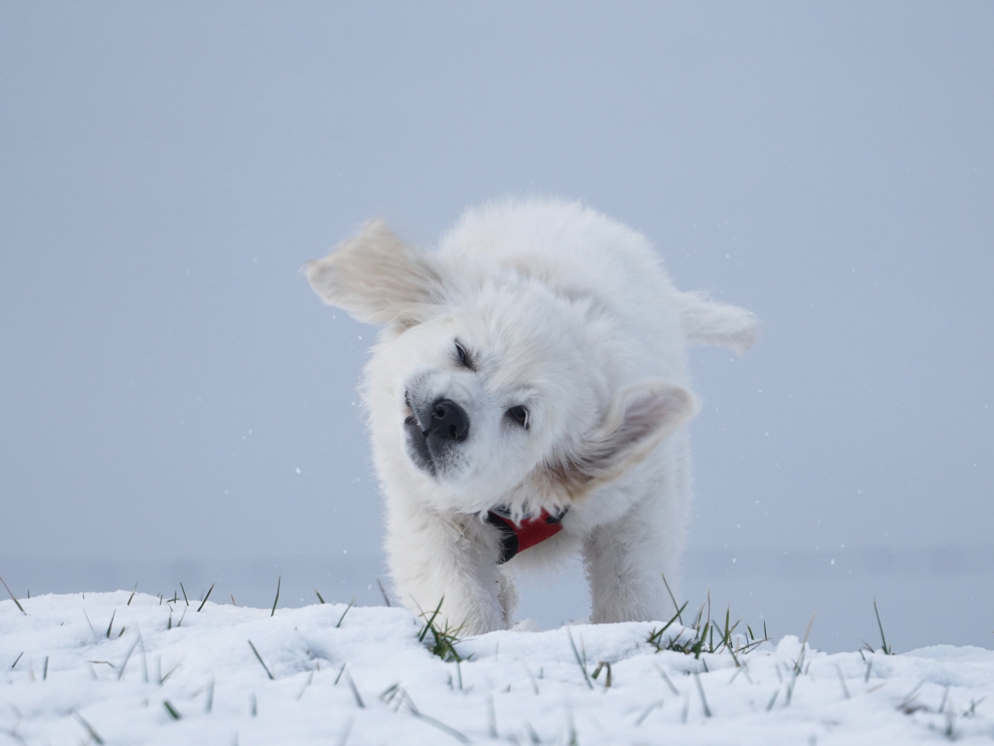 Welpe im ersten Schnee