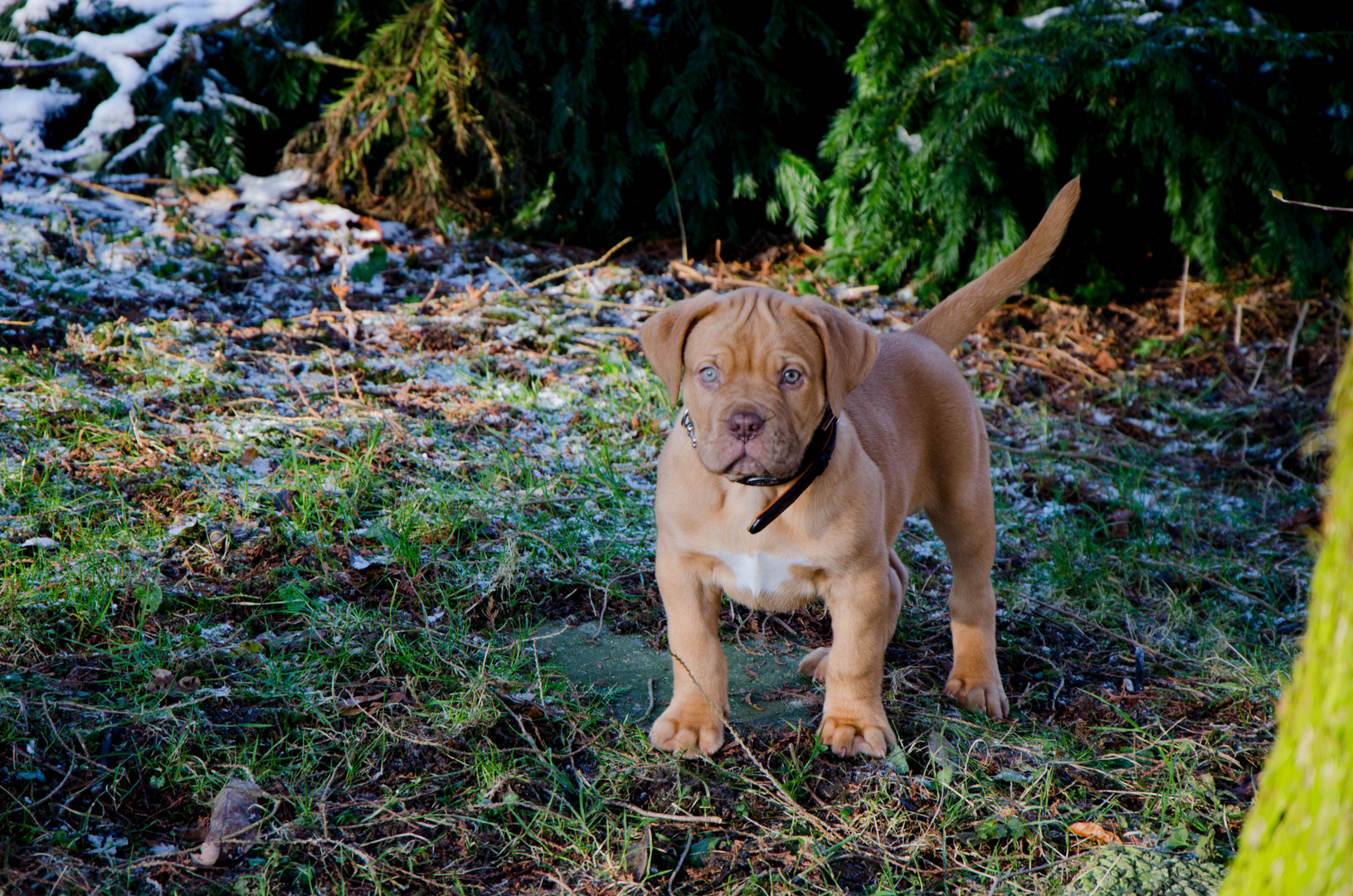 Welpe im Garten