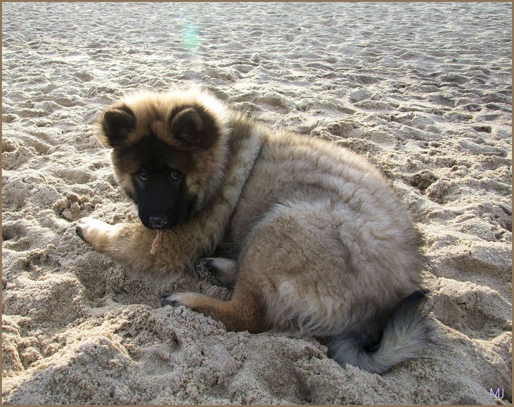 Welpe im Ostseestrand