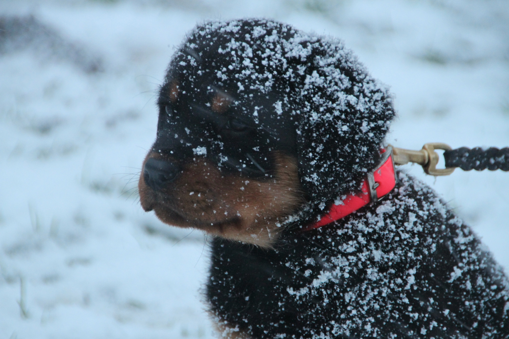 Welpe im Schnee