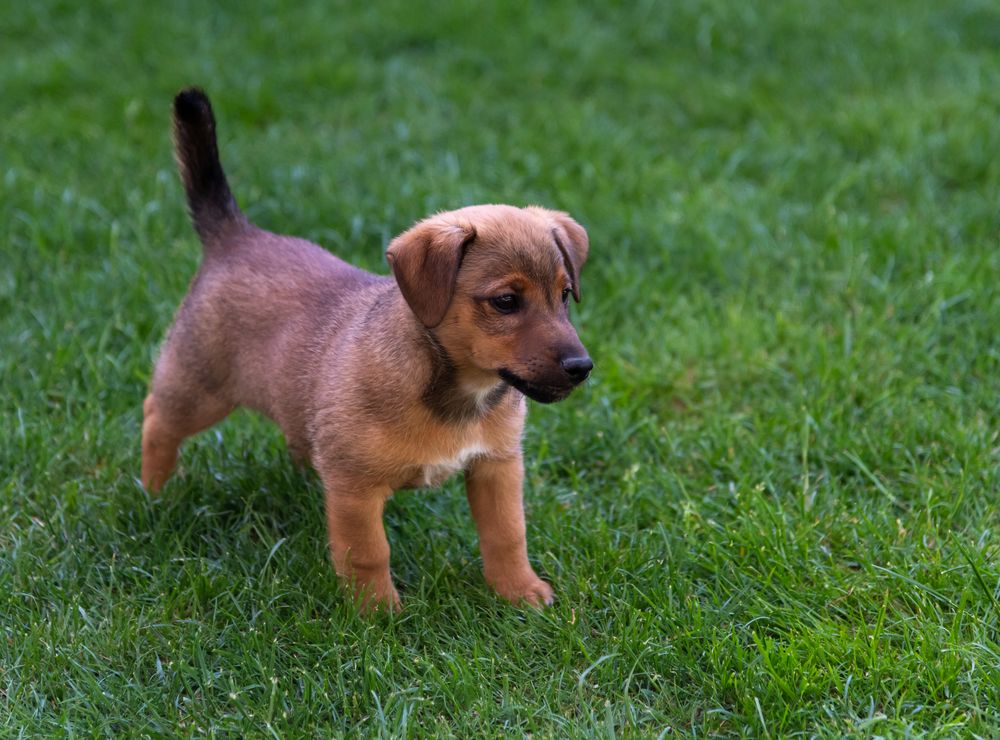 Welpe steht im Rasen Foto & Bild tiere, haustiere, hunde Bilder auf