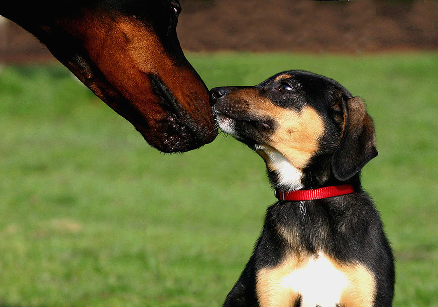 Welpe trifft Dobermann