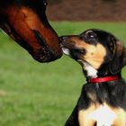 Welpe trifft Dobermann