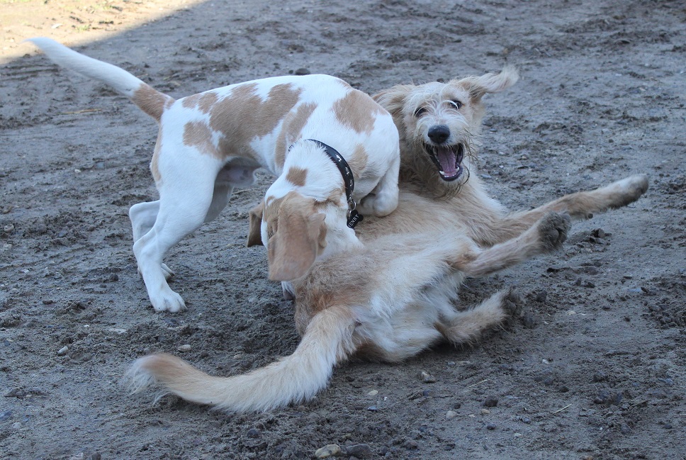 Welpen beim Spielen