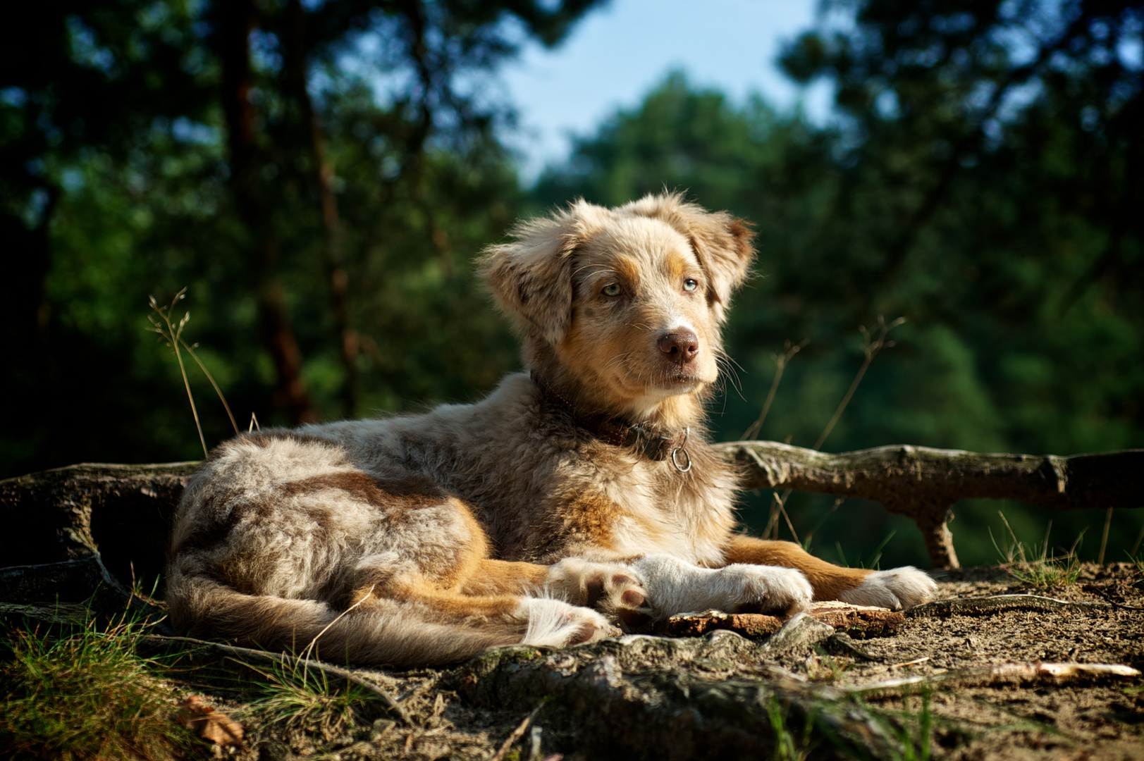 Welpen-Portrait