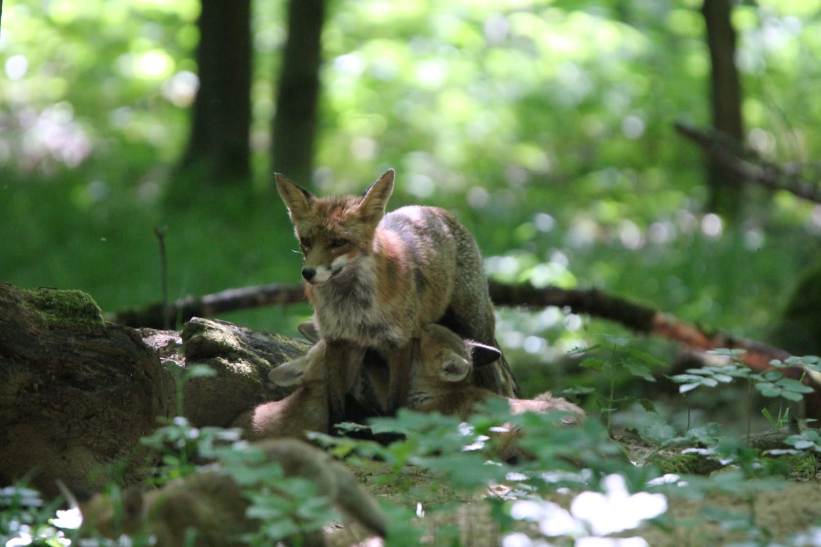 Welpen trinken bei Fuchsmutter