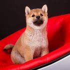 Welpenshooting mit Shiba's