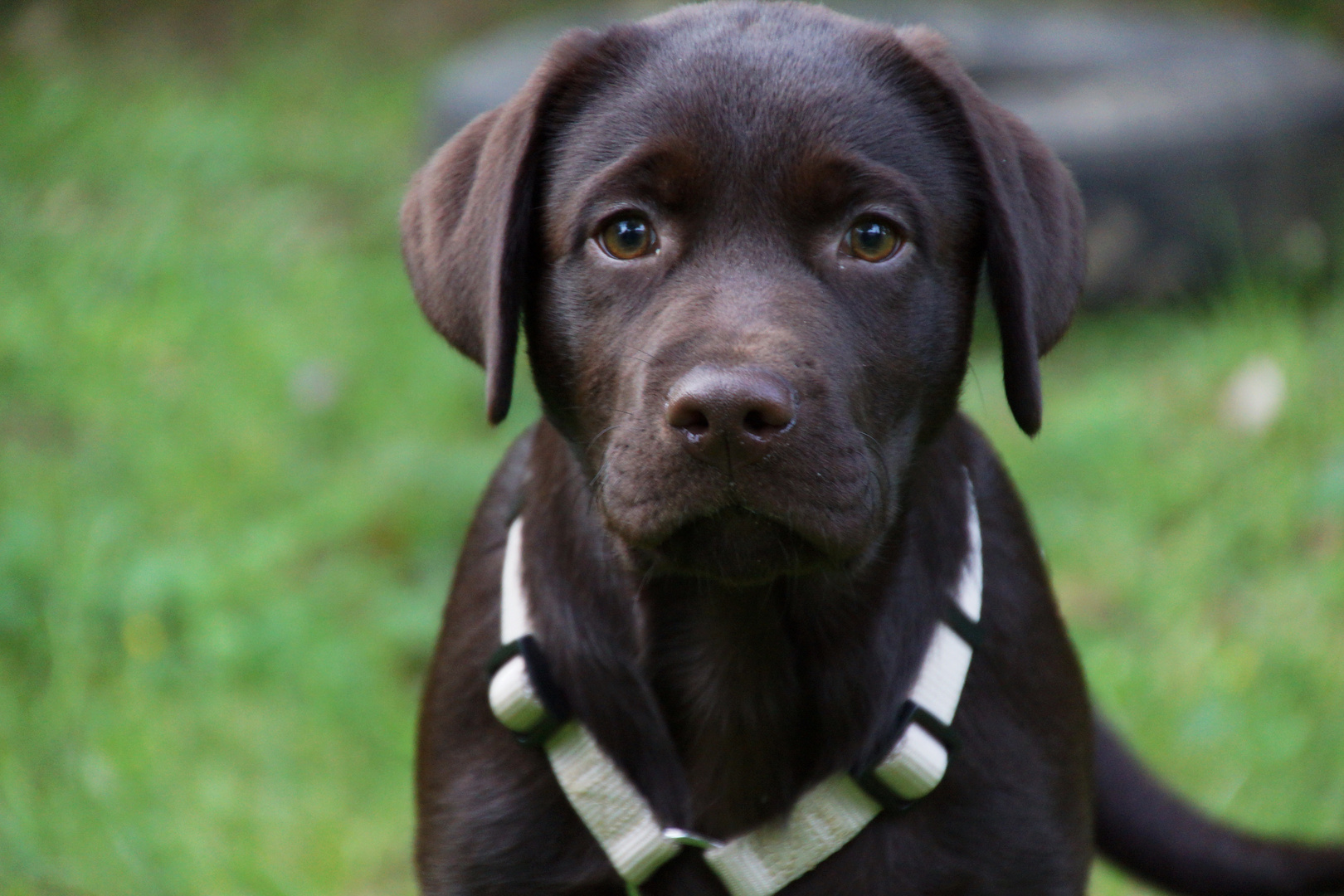 Welpenzuwachs bei Hundesache