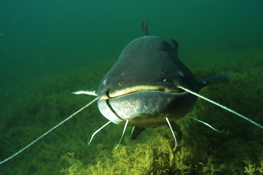 Wels Foto & Bild | tiere, natur Bilder auf fotocommunity