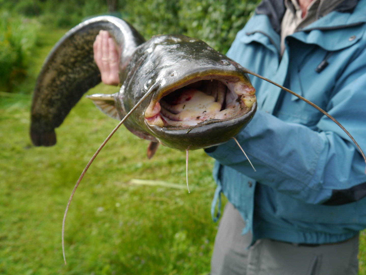 Wels aus dem Tillessensee Foto &amp; Bild | sport, angeln fliegenfischen ...