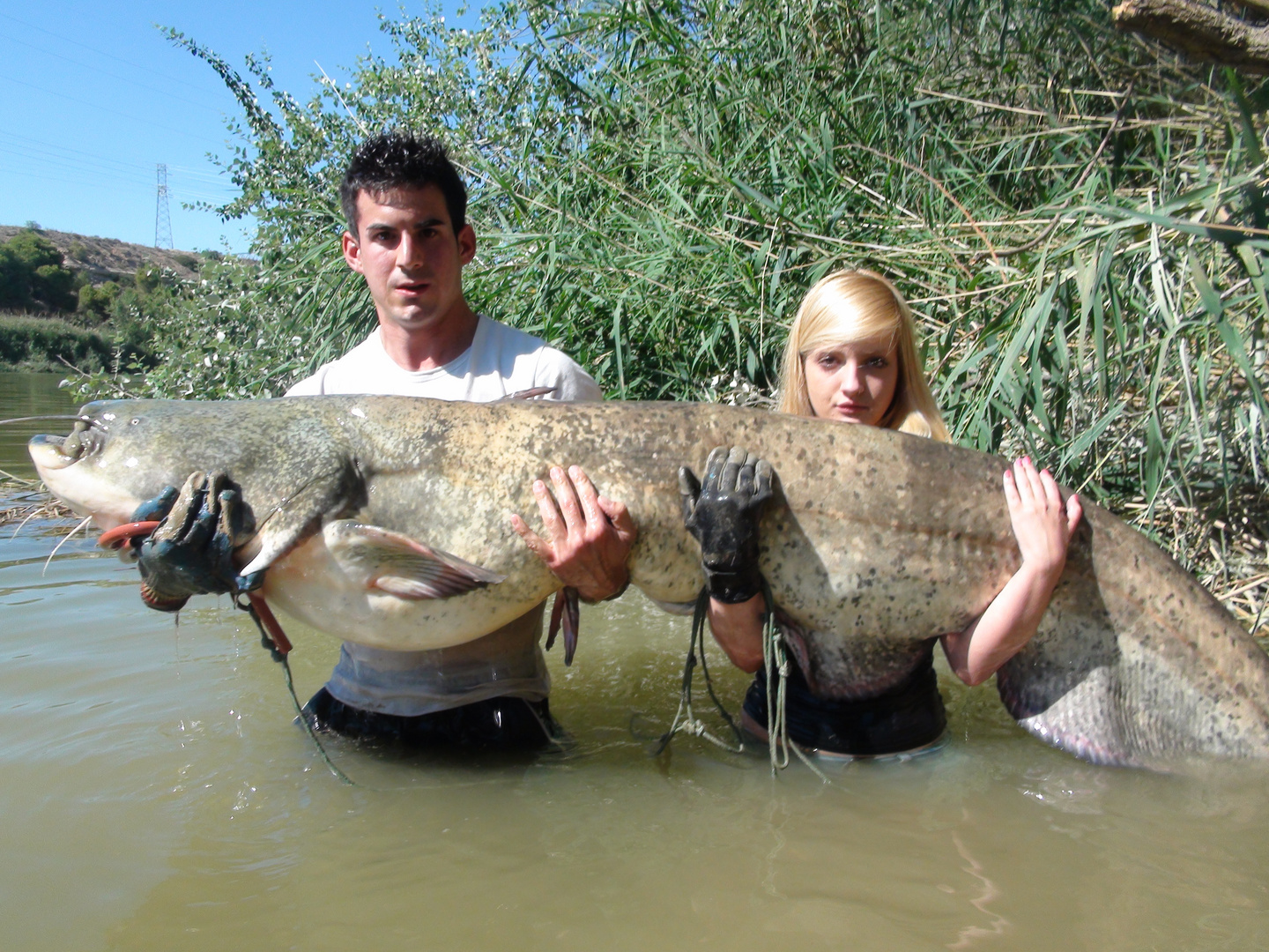 WELS CATFISH