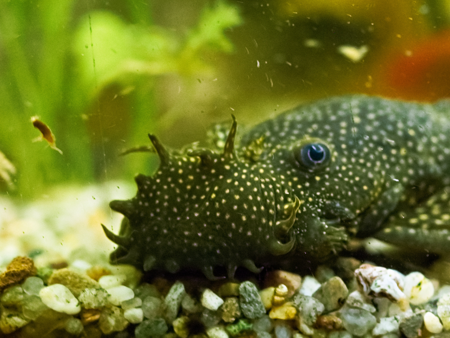 Wels im Aquarium Foto & Bild tiere, zoo, wildpark & falknerei, zoo