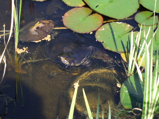 Wels im Teich Foto & Bild tiere, zoo, wildpark & falknerei, zoo
