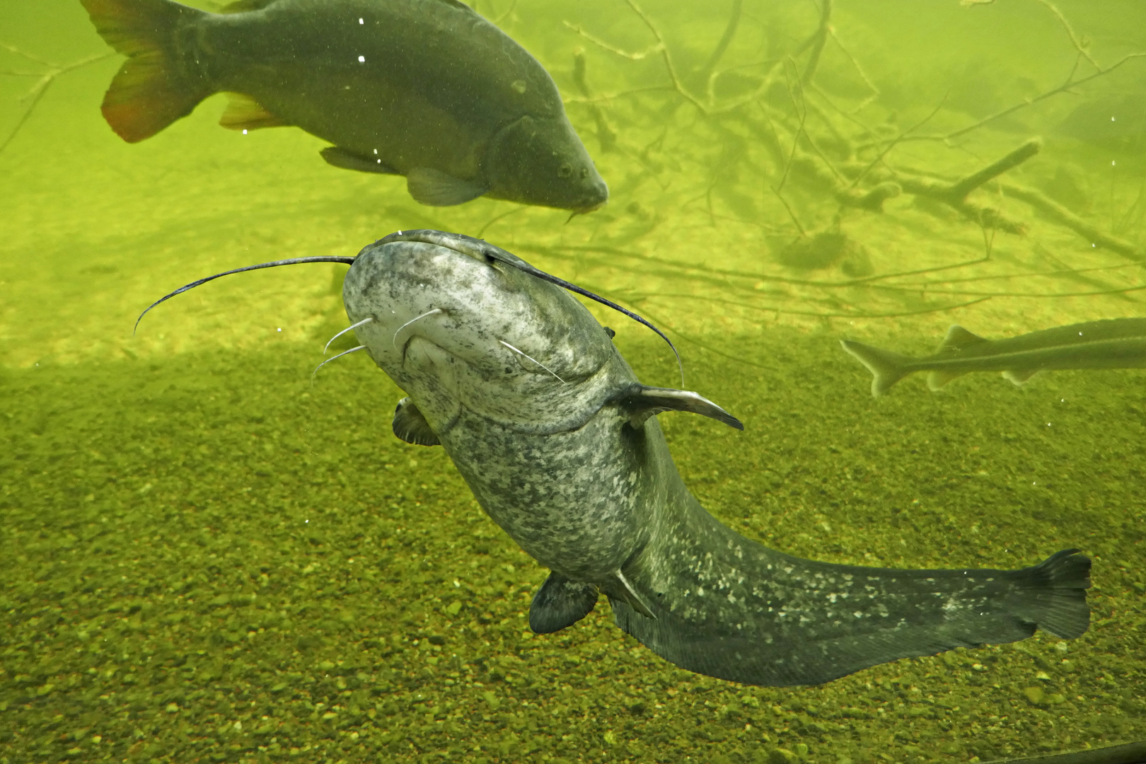Wels im Wildpark Güstrow Foto & Bild tiere, wildlife, fische Bilder