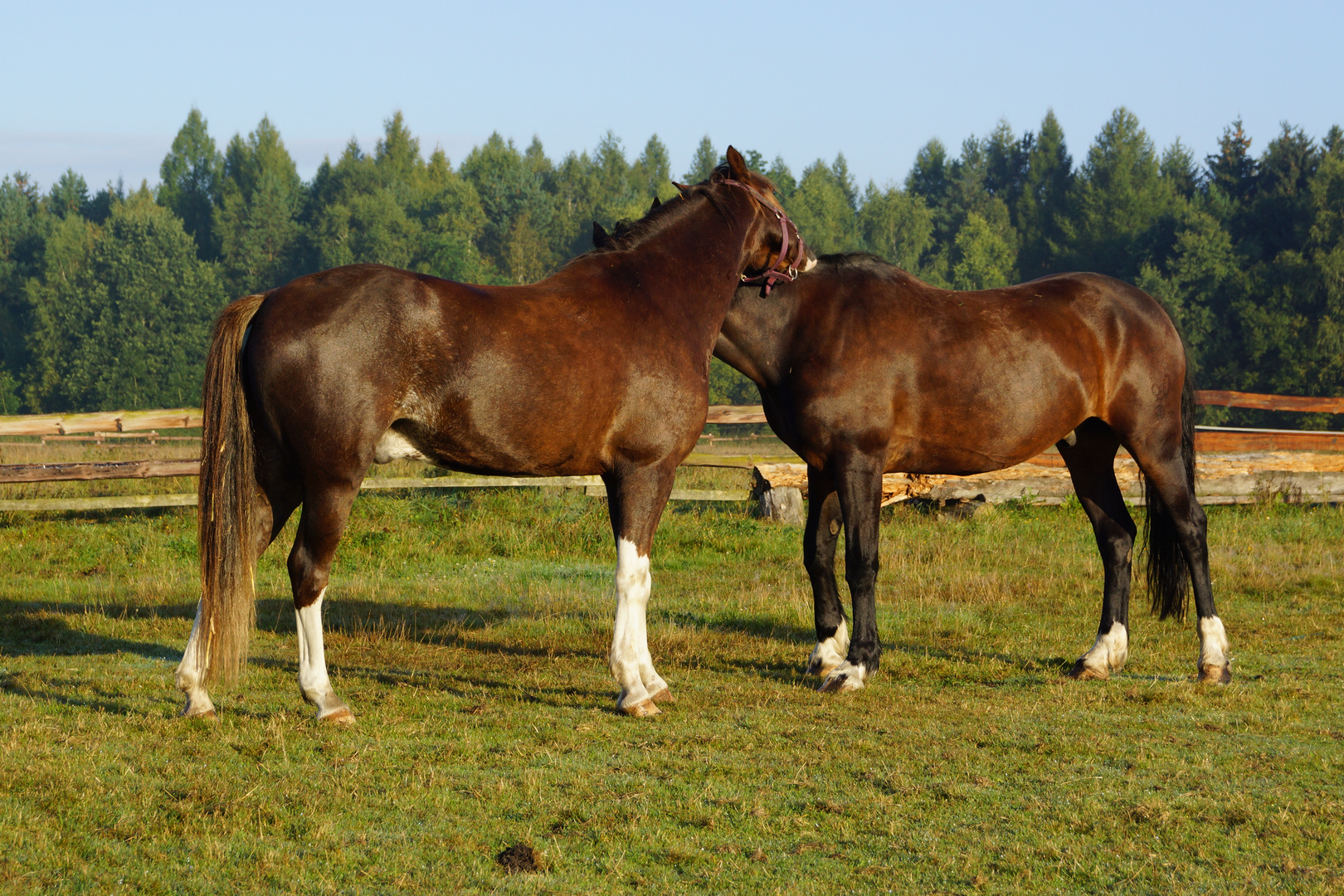 Welsch Cob Pferde die sich Pflegen in der Sonne