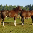 Welsch Cob Pferde die sich Pflegen in der Sonne