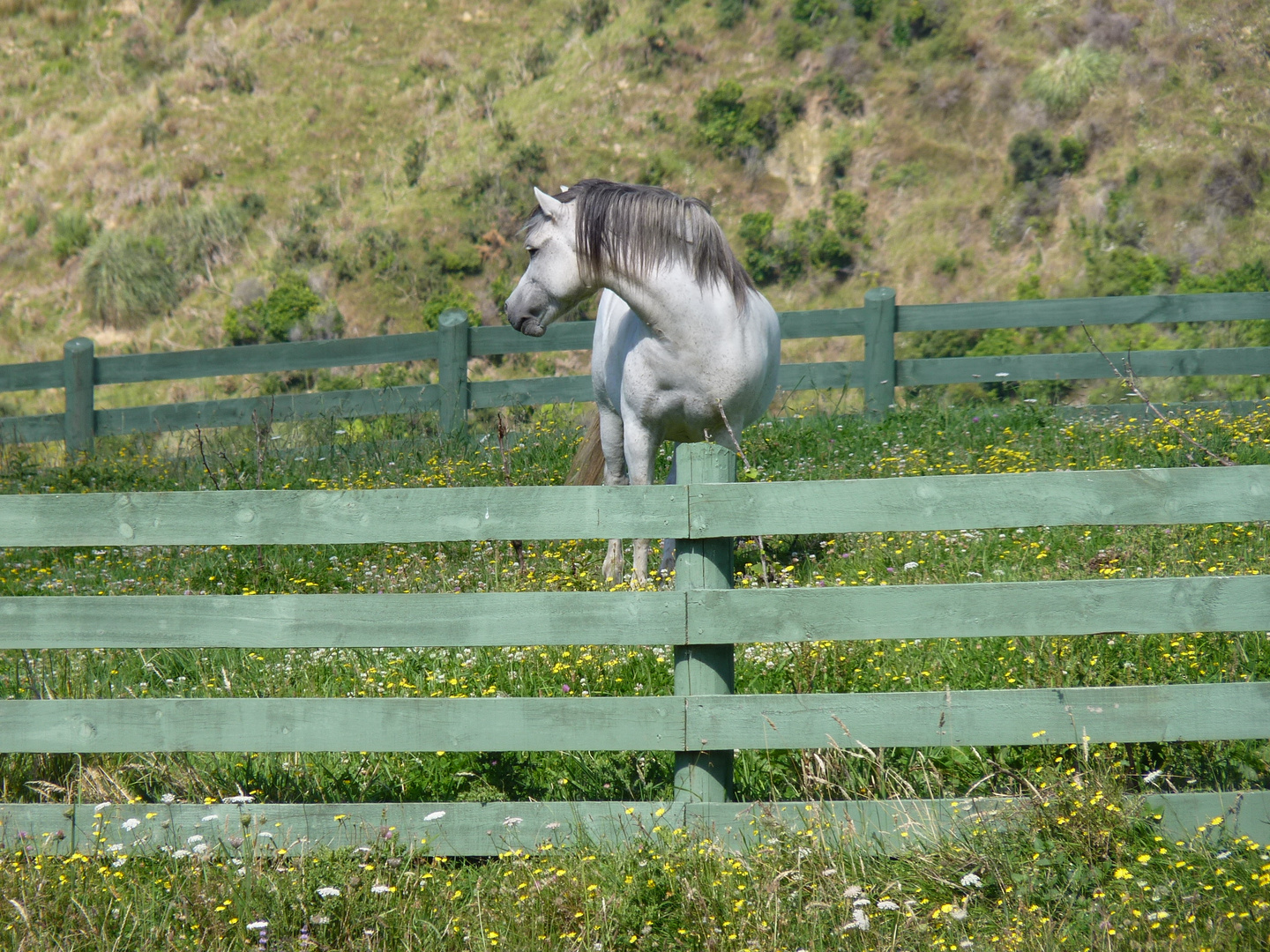 Welsh A Hengst