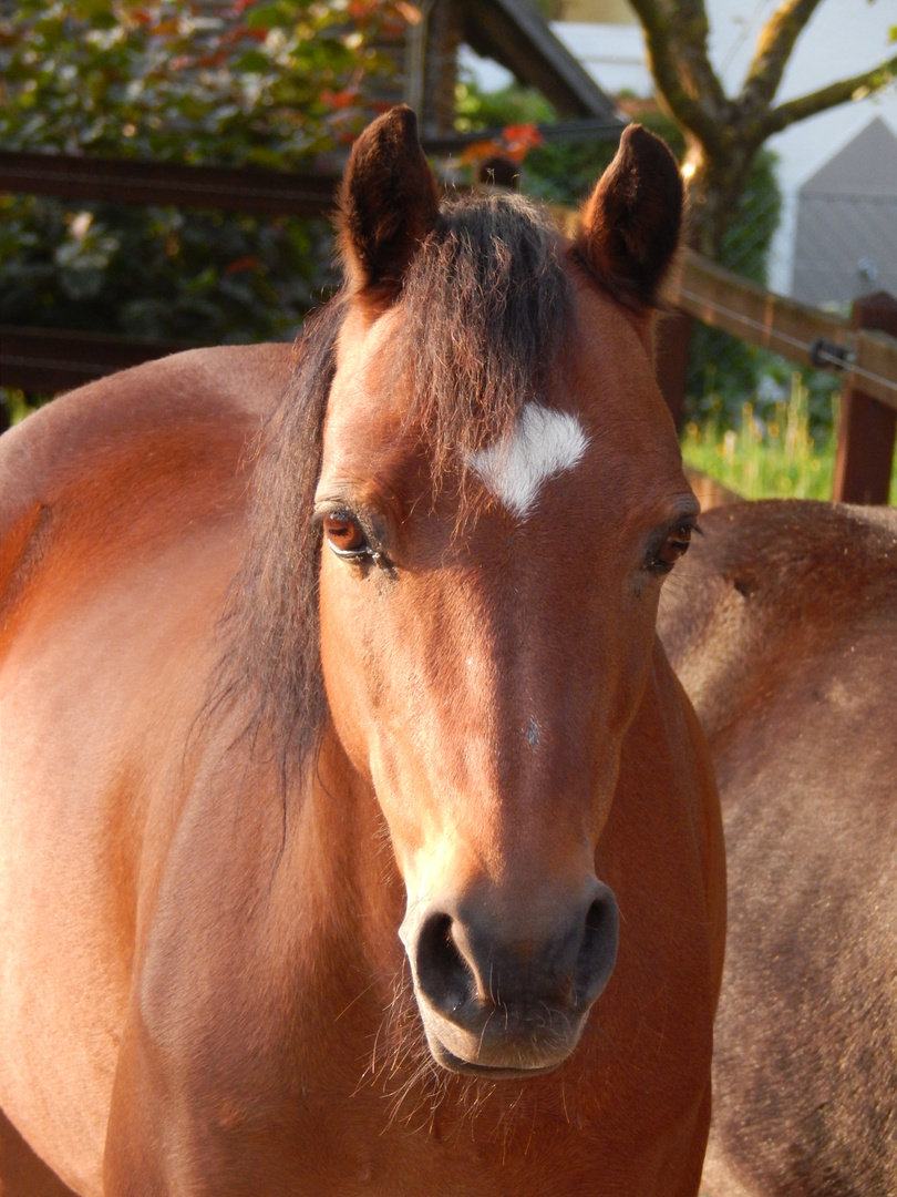 Welsh-A-Pony Kajan