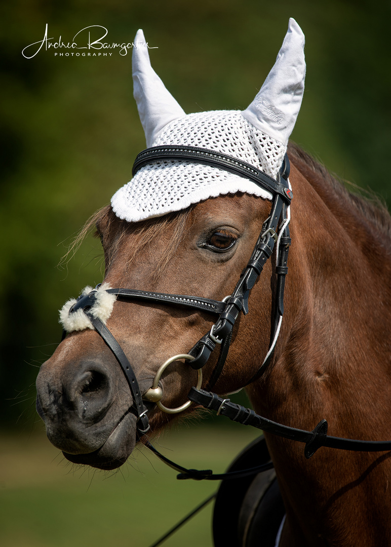 Welsh B Pony 