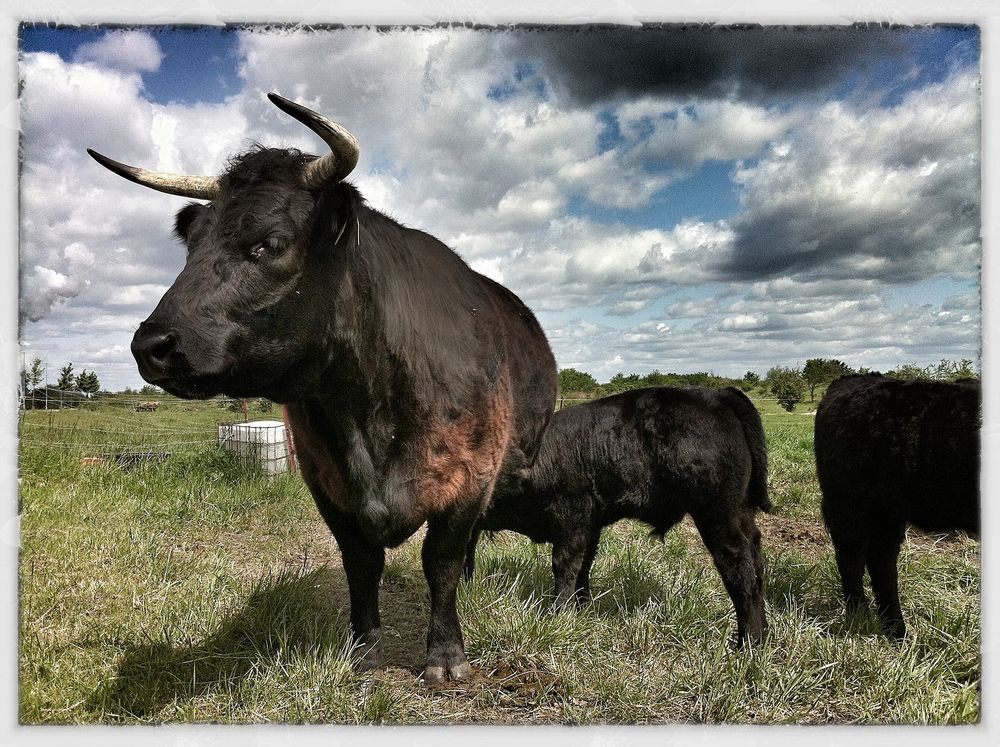 Welsh Black