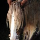 Welsh Cob "Barlow" döst nach der Arbeit im Halbdunkel des Offenstalls..