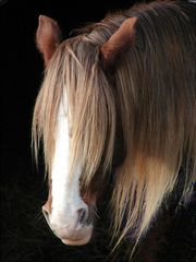 Welsh Cob "Barlow" döst nach der Arbeit im Halbdunkel des Offenstalls..