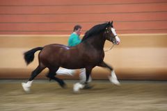 Welsh Cob Hengst bei der Vorführung in Wickrath