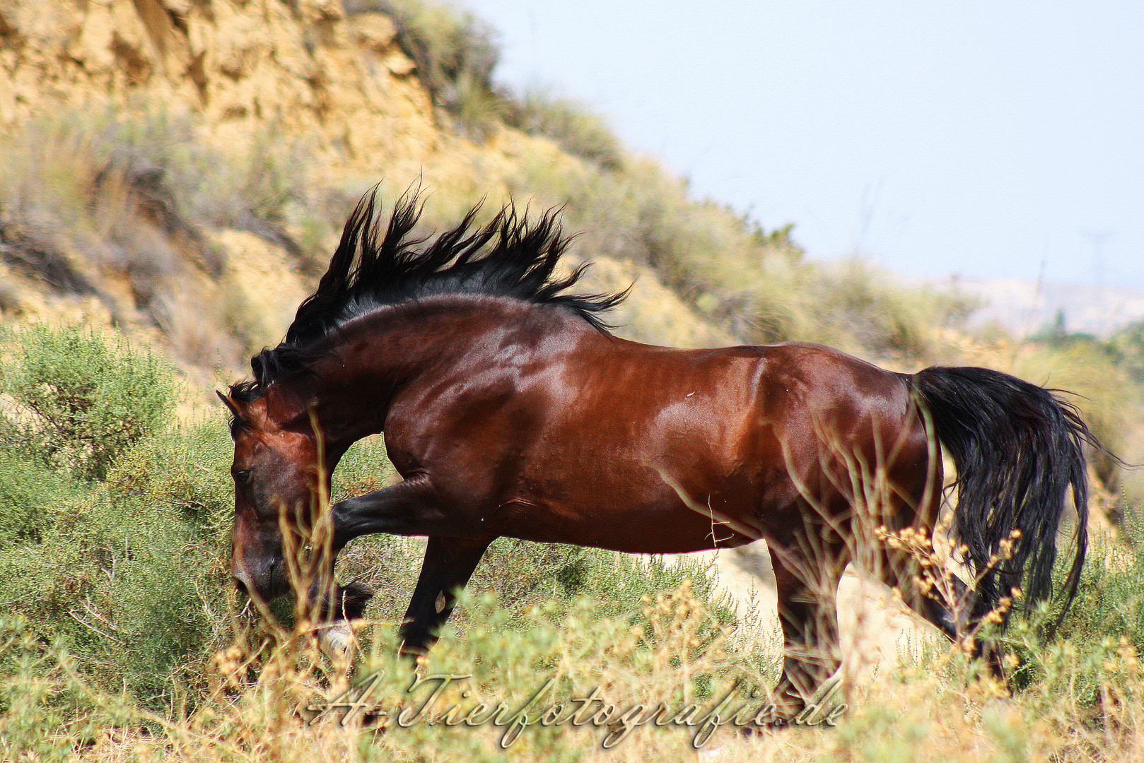 Welsh-Cob Hengst in Freiheit