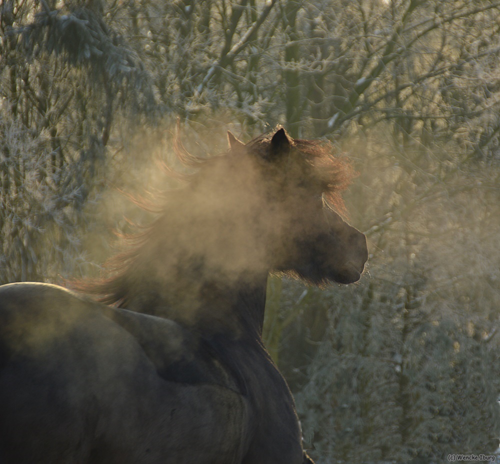 Welsh Cob im Abendlicht 1