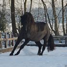 Welsh Cob im Abendlicht 2